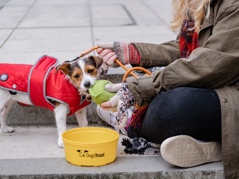 Dogs trust hot sale xmas catalogue